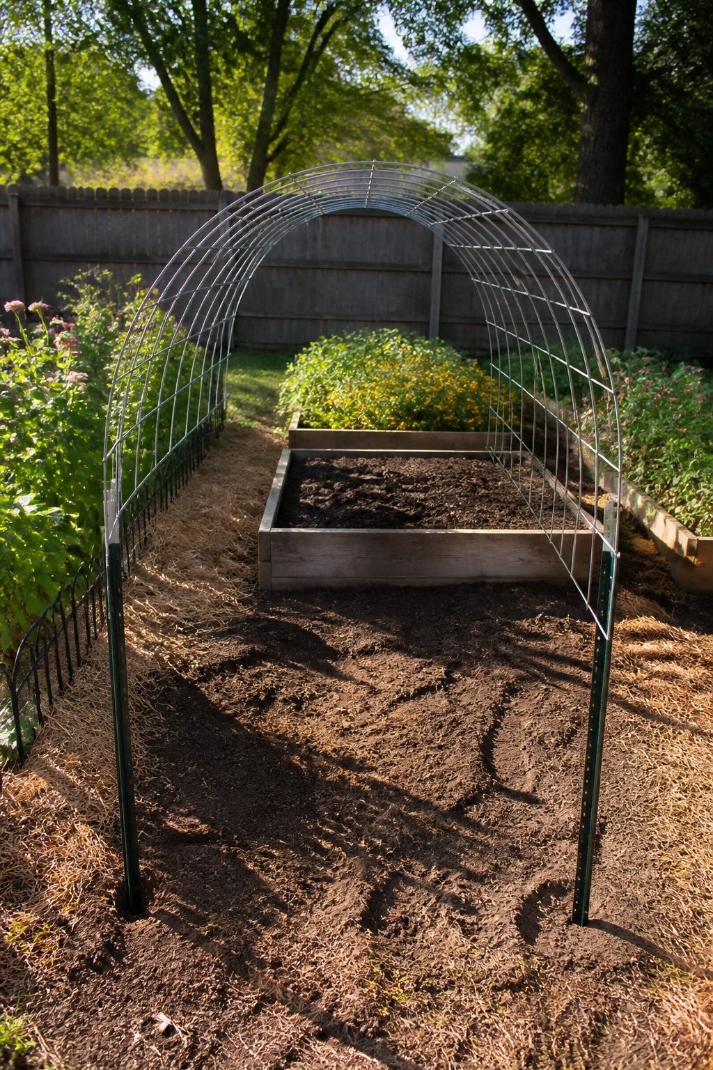 T-posts installed in a garden bed, ready for the cattle panel.